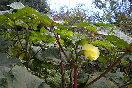 PHOTO-Federix-OkraLeafFruitFlower-GomboFeuilleFruitFleur