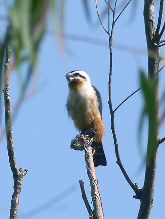モモアカヒメハヤブサ(Collared Falconet) P1050058_R