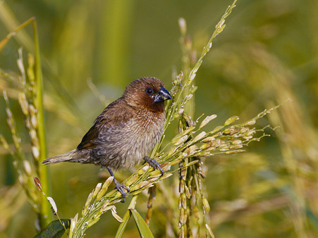 シマキンバラ(Scaly-breasted Munia) P1050462_R
