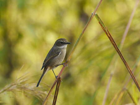 ヤマザキヒタキ(Grey Bushchat) P1060039_R