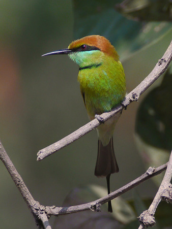 ミドリハチクイ(Green Bee-eater) P1080186_R