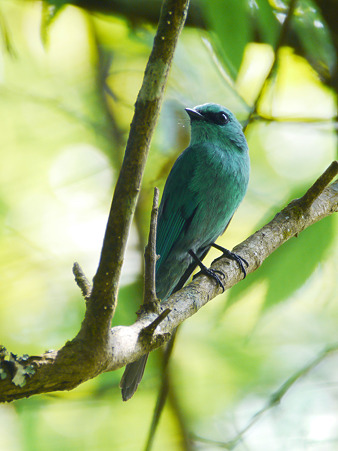 ロクショウヒタキ(Verditer Flycatcher) P1180360_R