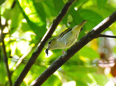クリビタイモズチメドリ♀(Chestnut-fronted Shrike-babbler) DSC_7753_R