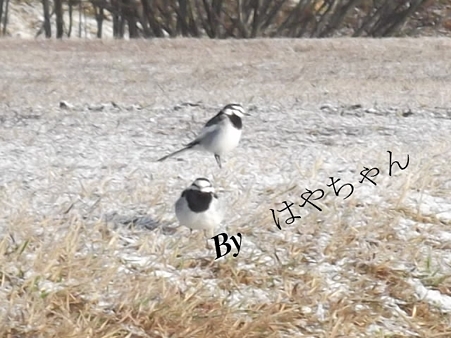 イシタタキ