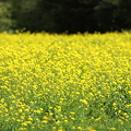 『春を告げる黄色』