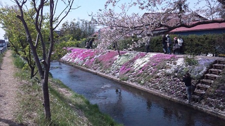 芝桜1
