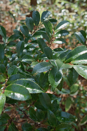 Leaves03142012dp2-03