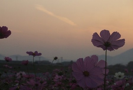DSCF6028_1012