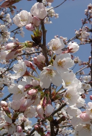IMGP0451_0408a