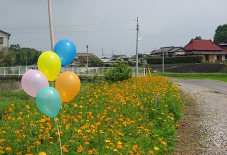IMGP9909_0731