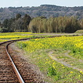 小湊鉄道　菜の花
