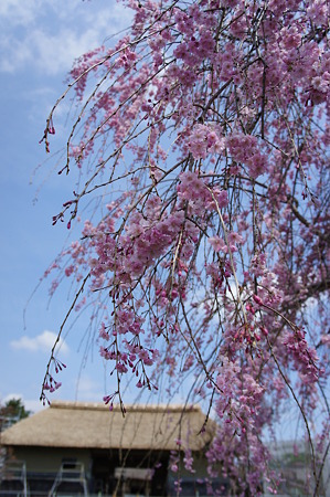 DSC02131