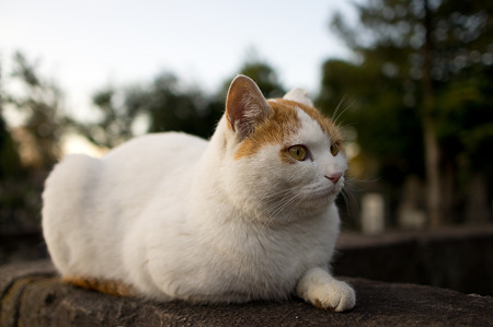 谷中墓地の猫