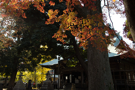 鬼子母神の紅葉