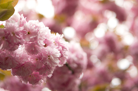 八重桜