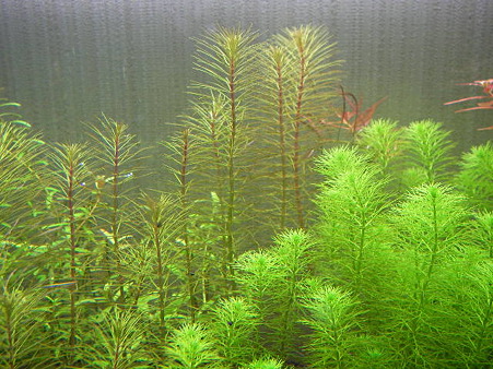 水草1