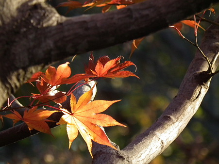 紅葉 701