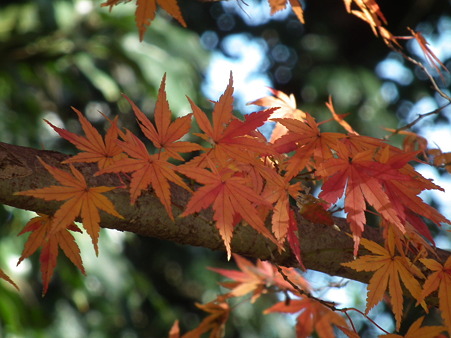 紅葉 009