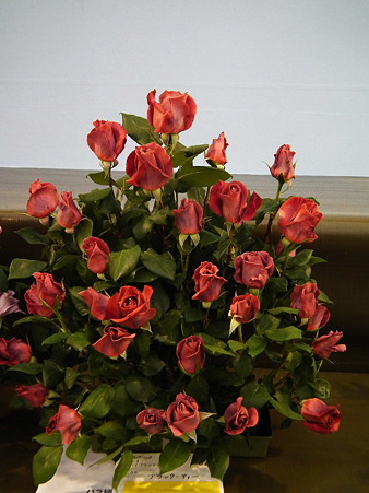 10ガーデニングショー薔薇