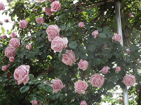 26智光山薔薇