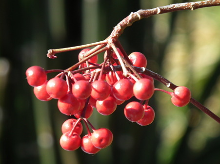 DSCF0253