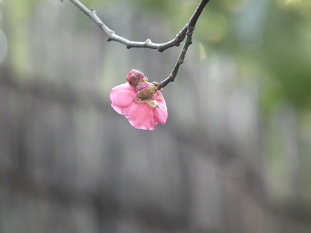 DSCF0275