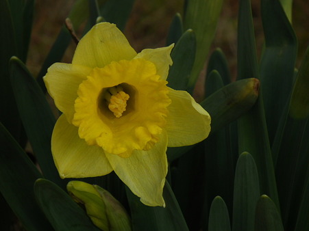 DSCF0521