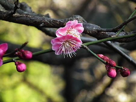 DSCF0679