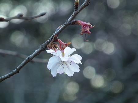 十月桜DSCF0713