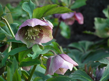 DSCF0717