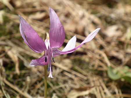 DSCF0036