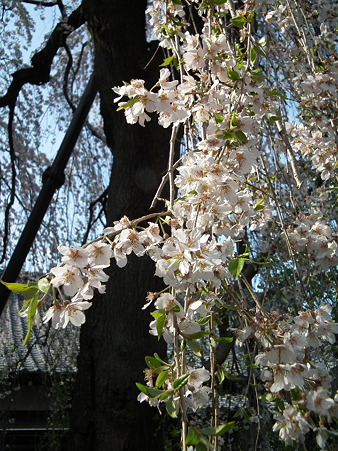 DSCF1013