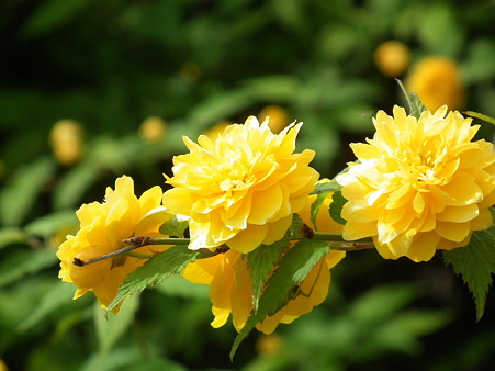 DSCF0248