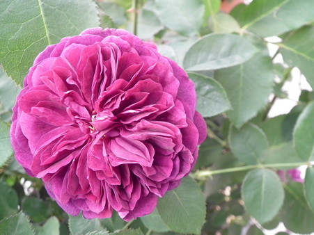 DSCF0949