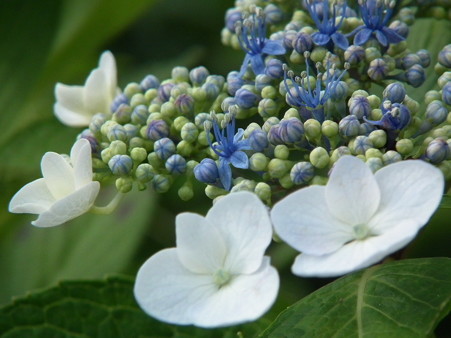 DSCF0266