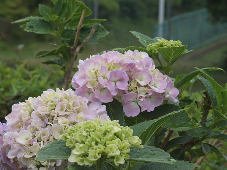 2011_06260051