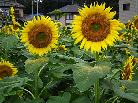 堀兼ひまわり 047