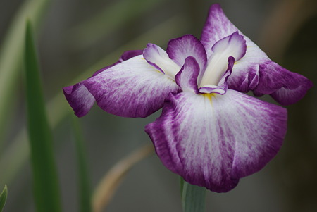 花菖蒲　小桜姫