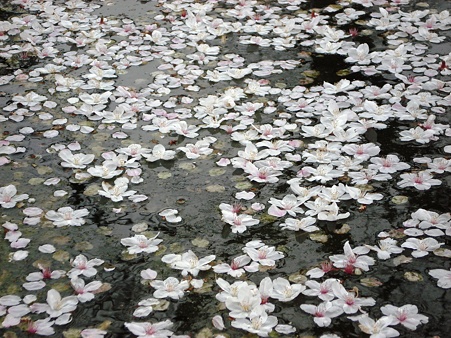 桜散る