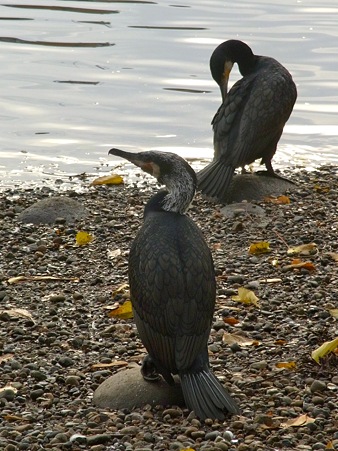 20111203 カワウ婚姻色