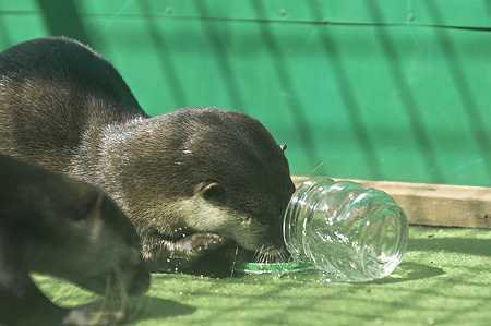 tokyowildlife110924125
