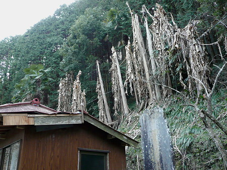 社務所裏の芭蕉のなれの果て