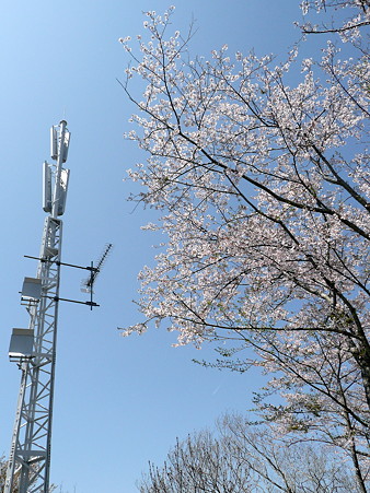 明星山の電波塔と桜