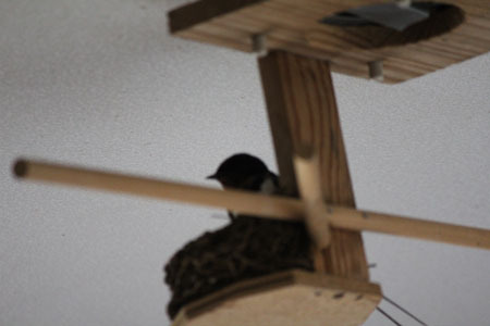 巣の確認