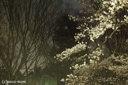 夜桜 2012年04月07日_DSC_0940