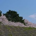 相模川の大島付近の桜2009