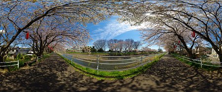 2012年4月6日　長尾川右岸　桜　360度パノラマ写真