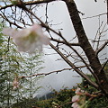 Photos: 十月桜（11月6日福智山ろく花公園）