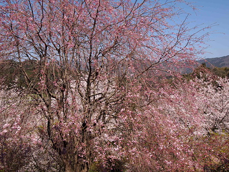 2012 桜 延岡
