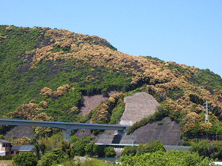 椎の花